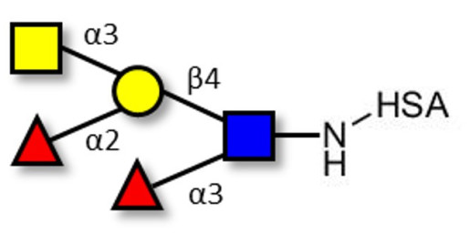 Blood group A Lewis y antigen pentaose type 2 grafted on HSA