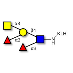 Blood group A Lewis y antigen pentaose type 2 grafted on KLH