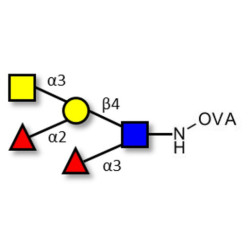 Blood group A Lewis y antigen pentaose type 2 grafted on OVA