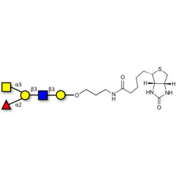 Blood group A antigen pentaose type 1 linked to biotin (Linker-BT B)