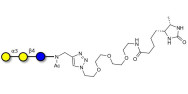 Scleroglucan polysaccharide