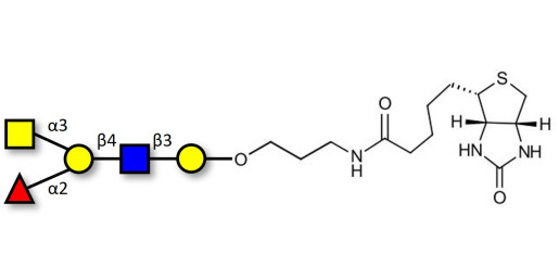 Blood group A antigen pentaose type 2 linked to biotin (Linker-BT B)