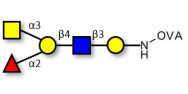 Blood group A antigen...