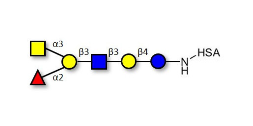 Blood group A antigen hexaose type 1 grafted on HSA