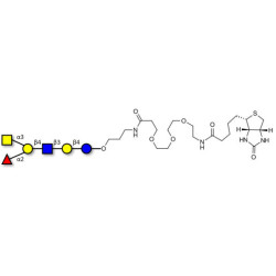 Blood group A antigen hexaose type 2 linked to biotin (Linker-BT C)