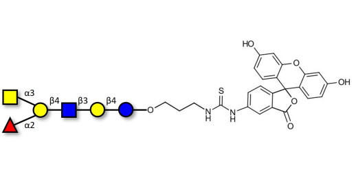 Blood group A antigen hexaose type 2 linked to fluorescein (Linker-FLUO A)