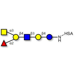 Blood group A antigen hexaose type 2 grafted on HSA