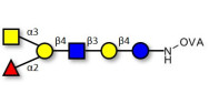 Blood group A antigen...