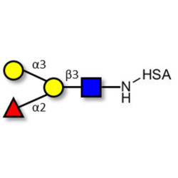 Blood group B antigen tetraose type 1 grafted on HSA