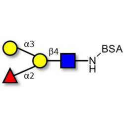 Blood group B antigen tetraose type 2 grafted on BSA