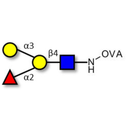 Blood group B antigen tetraose type 2 grafted on OVA