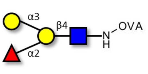Blood group B antigen tetraose type 2 grafted on OVA