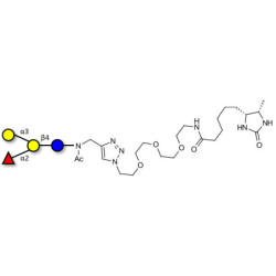 Blood group B antigen tetraose type 6 linked to desthiobiotin (Linker-DBT-A)