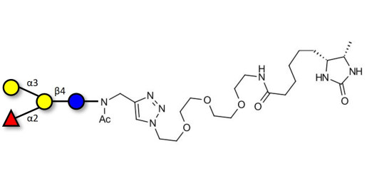 Blood group B antigen tetraose type 6 linked to desthiobiotin (Linker-DBT-A)