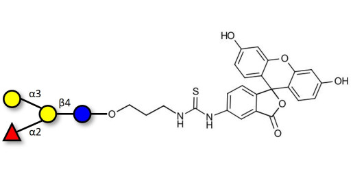 Blood group B antigen tetraose type 6 linked to fluorescein (Linker-FLUO A)