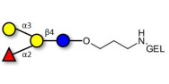 Blood group B antigen...