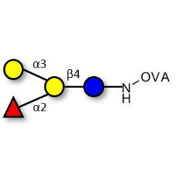 Blood group B antigen tetraose type 6 grafted on OVA