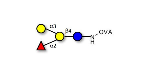 Blood group B antigen tetraose type 6 grafted on OVA