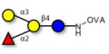 Blood group B antigen tetraose type 6 grafted on OVA