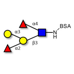 Blood group B Lewis b antigen pentaose type 1 grafted on BSA