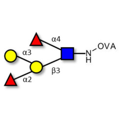 Blood group B Lewis b antigen pentaose type 1 grafted on OVA