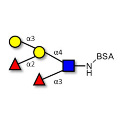 Blood group B Lewis y antigen pentaose type 2 grafted on BSA