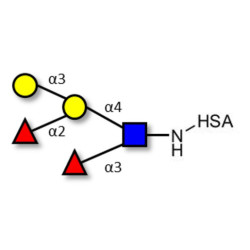 Blood group B Lewis y antigen pentaose type 2 grafted on HSA