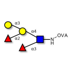 Blood group B Lewis y antigen pentaose type 2 grafted on OVA