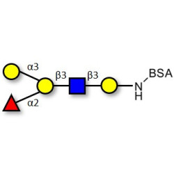Blood group B antigen pentaose type 1 grafted on BSA