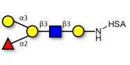 Blood group B antigen...