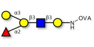 Blood group B antigen...
