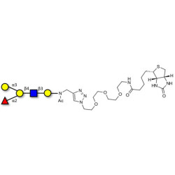 Blood group B antigen pentaose type 2 linked to biotin (Linker-BT A)