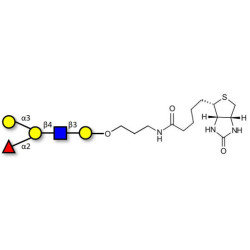 Blood group B antigen pentaose type 2 linked to biotin (Linker-BT B)
