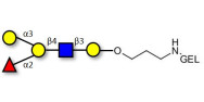 Blood group B antigen...