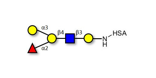 Blood group B antigen pentaose type 2 grafted on HSA