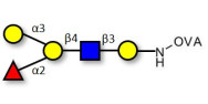 Blood group B antigen...