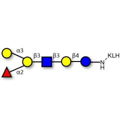 Blood group B antigen hexaose type 1 grafted on KLH