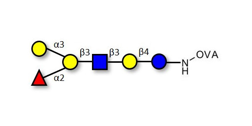 Blood group B antigen hexaose type 1 grafted on OVA