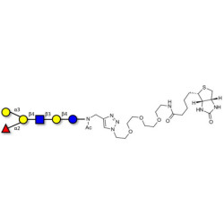 Blood group B antigen hexaose type 2 linked to biotin (Linker-BT A)