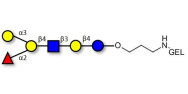 Blood group B antigen...