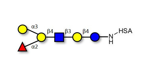 Blood group B antigen hexaose type 2 grafted on HSA