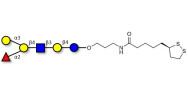 Blood group B antigen...