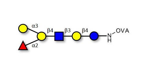 Blood group B antigen hexaose type 2 grafted on OVA