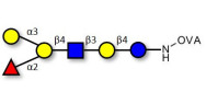 Blood group B antigen...