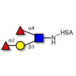 Lewis b (Leb) tetraose grafted on HSA