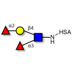 Lewis y (Ley) tetraose grafted on HSA