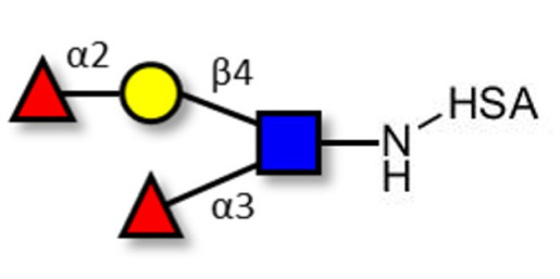 Lewis y (Ley) tetraose grafted on HSA