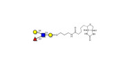 Lewis x (Lex) tetraose...