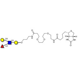 Lewis x (Lex) tetraose linked to biotin (Linker-BT C)