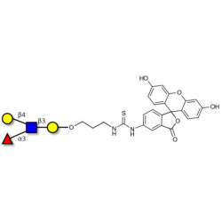 Lewis x (Lex) tetraose linked to fluorescein (Linker-FLUO A)